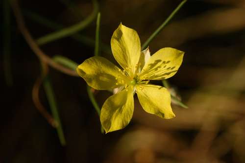 Talinum polygaloides