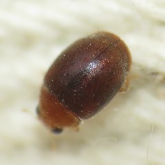 Diomus debilis