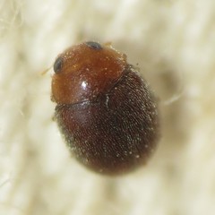Diomus debilis