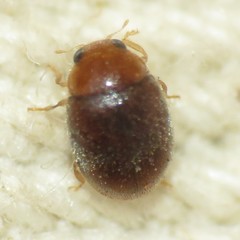 Diomus debilis