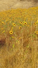 Helianthus exilis