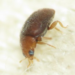 Diomus debilis
