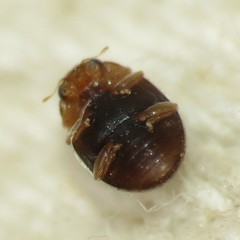 Diomus debilis