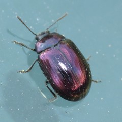 Phaedon purpureus