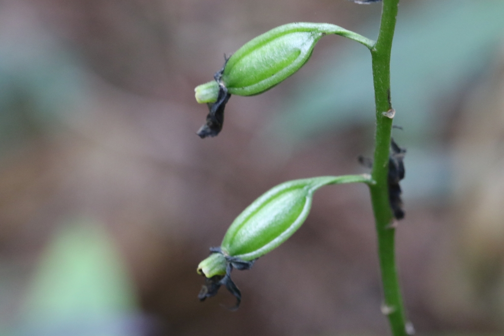 Calanthe obcordata