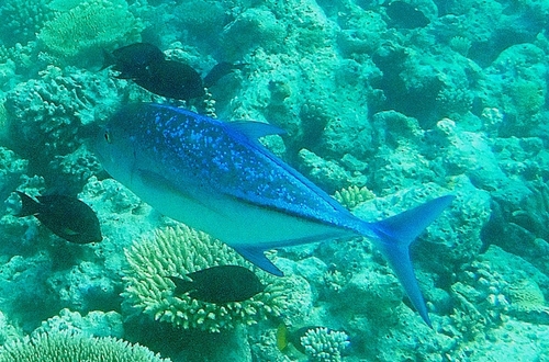 Bluefin Trevally — seen at this dive site