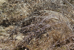 Vincetoxicum rossicum