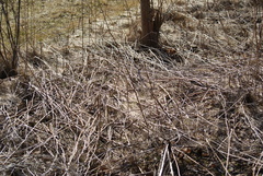Vincetoxicum rossicum