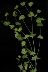 Euphorbia roemeriana