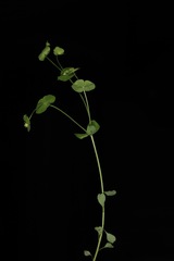 Euphorbia roemeriana