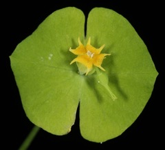 Euphorbia roemeriana
