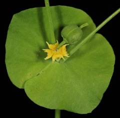 Euphorbia roemeriana