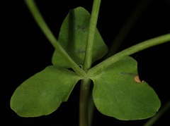 Euphorbia roemeriana