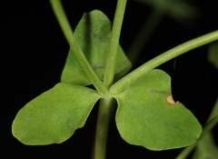 Euphorbia roemeriana