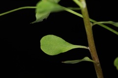 Euphorbia roemeriana