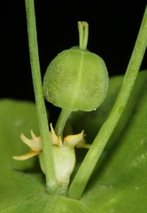 Euphorbia roemeriana