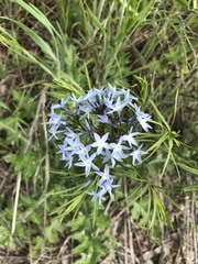 Amsonia ciliata