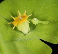 Euphorbia roemeriana