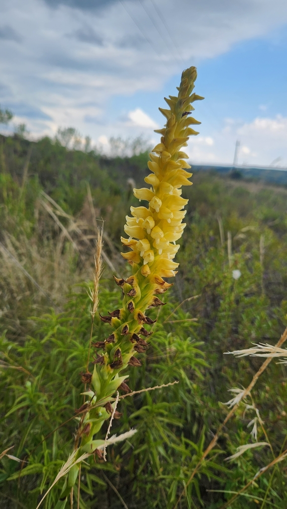 Skeptrostachys gigantea