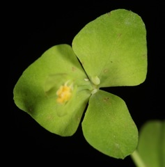 Euphorbia roemeriana
