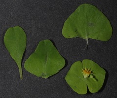 Euphorbia roemeriana