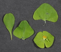 Euphorbia roemeriana