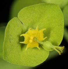Euphorbia roemeriana