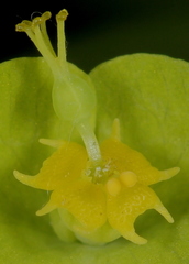 Euphorbia roemeriana