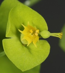 Euphorbia roemeriana
