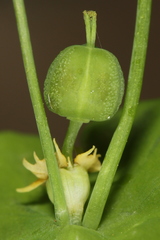 Euphorbia roemeriana