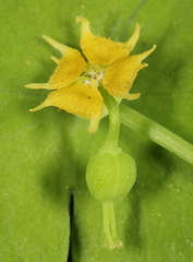 Euphorbia roemeriana