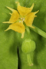 Euphorbia roemeriana