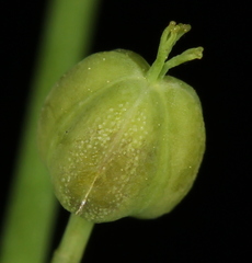Euphorbia roemeriana