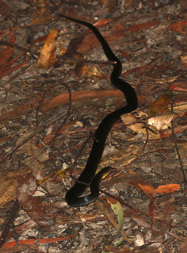 Black-bellied Swamp Snake, Hemiaspis signata