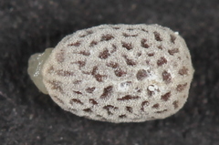Euphorbia roemeriana