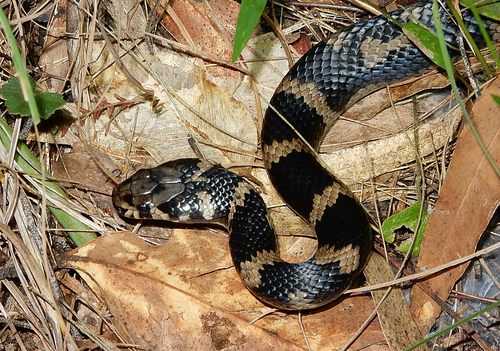 Stephens' Banded Snake sighting