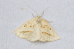 Lychnosea intermicata