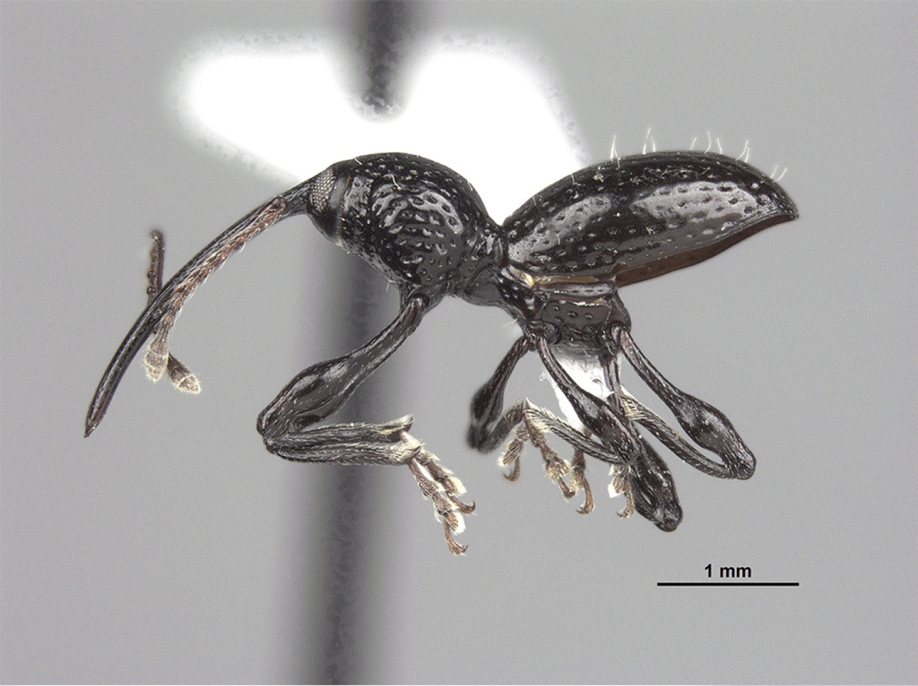 Sicoderus