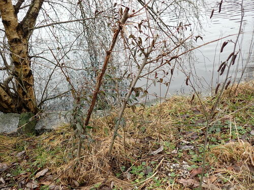 Cotoneaster salicifolius