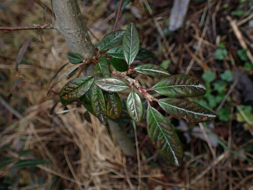 Cotoneaster salicifolius