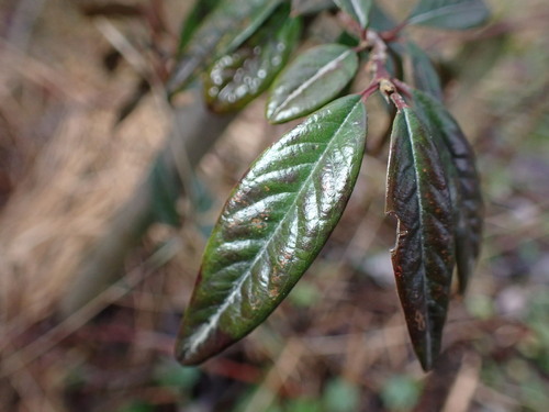 Cotoneaster salicifolius