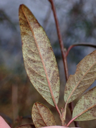 Cotoneaster salicifolius