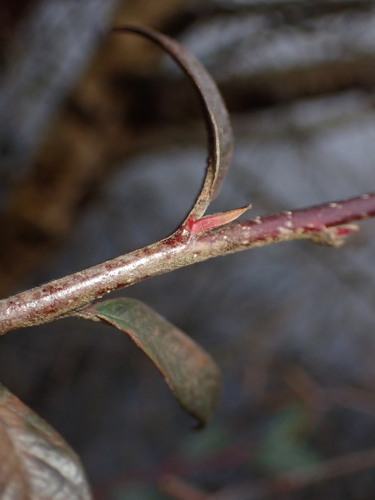Cotoneaster salicifolius