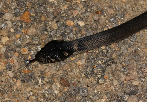 Stephens's Banded Snake, Hoplocephalus stephensii