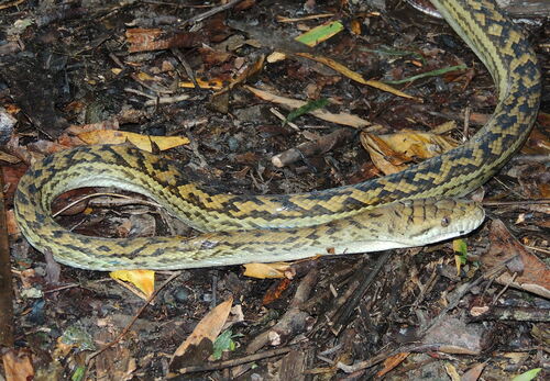 Scrub Python, Simalia kinghorni