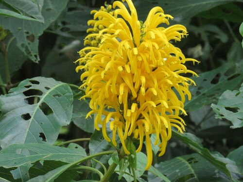Foto de Chuva-de-ouro