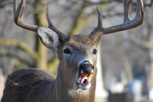 White-tailed Deer photographed in Illinois