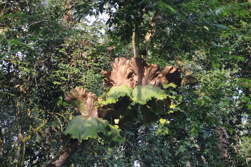 Image of Platycerium elephantotis by no rights reserved