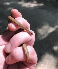 Storeria occipitomaculata obscura