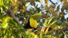 Ramphastos sulfuratus image